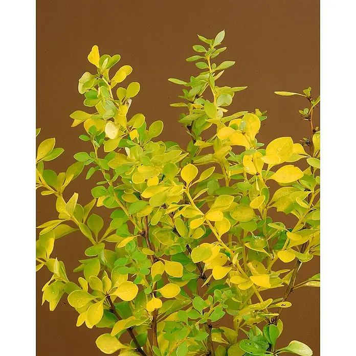 Pflanzen für dich Berberitze 30-40 cm - Berberis thunbergii 'Maria', 30 cm - 40 cm - Buschige Pflanze mit leuchtend gelben und hellgrünen ovalen Blättern.