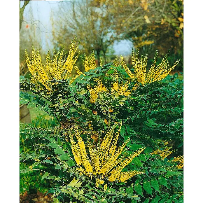 Pflanzen für dich Berberitze 40-60 cm - Mahonia media 'Winter Sun', 40 cm - 60 cm - Ein Mahonienstrauch mit leuchtend gelben Blütenähren und dunkelgrünen, stacheligen Blättern in einer Gartenumgebung.