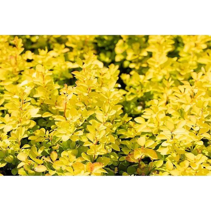 Pflanzen für dich Berberitze 30-40 cm - Berberis thunbergii 'Maria', 30 cm - 40 cm - Dichter Busch mit leuchtend gelb-grünen Blättern, teils mit rötlichen Spitzen.