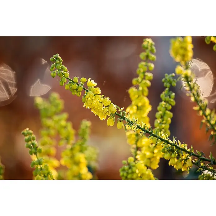 Pflanzen für dich Berberitze 40-60 cm - Mahonia media 'Winter Sun', 40 cm - 60 cm - Gelbe Blüten an einer Pflanze mit grünen Knospen und Stielen, im Sonnenlicht leuchtend.
