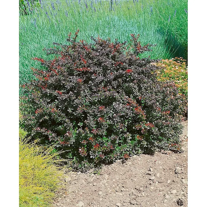 Pflanzen für dich Berberitze 30-40 cm - Berberis × media 'Red Jewel', 30 cm - 40 cm - Ein leuchtend roter und violetter Berberitzenstrauch in einem Garten mit grünem Laub und roten Trieben.