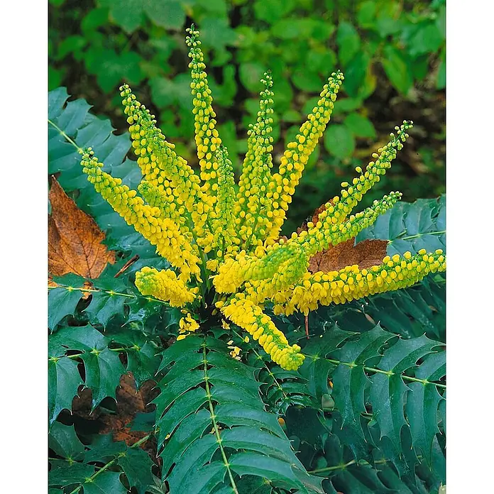 Pflanzen für dich Berberitze 40-60 cm - Mahonia media 'Winter Sun', 40 cm - 60 cm - Nahaufnahme einer Mahonie mit leuchtend gelben Blütenrispen und glänzenden, dunkelgrünen, stacheligen Blättern. Einige braune, trockene Blätter sind sichtbar.