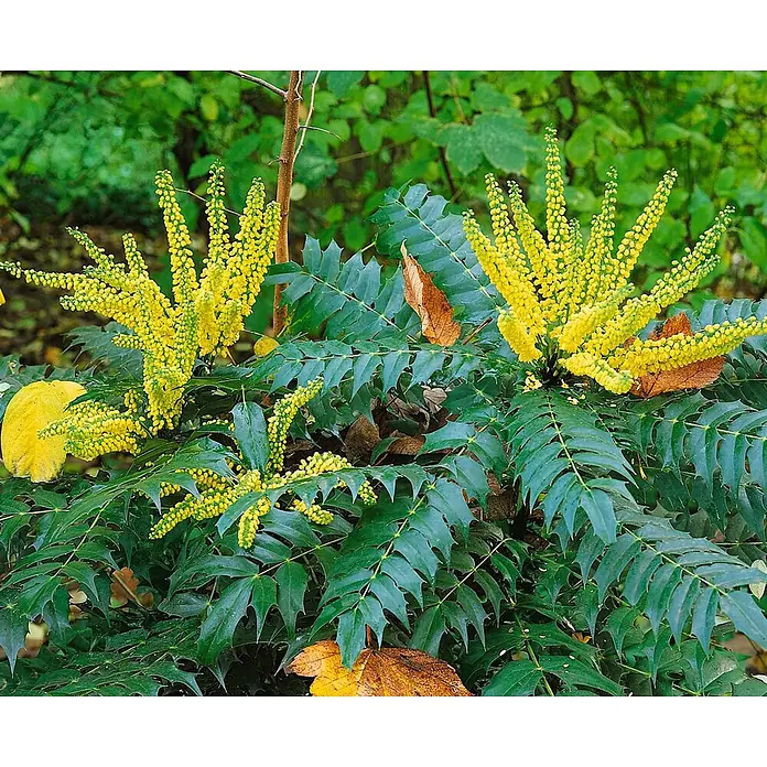 Pflanzen für dich Berberitze 40-60 cm - Mahonia media 'Winter Sun', 40 cm - 60 cm - Mahonie mit leuchtend gelben Blütenständen und dunkelgrünen, stacheligen Blättern.