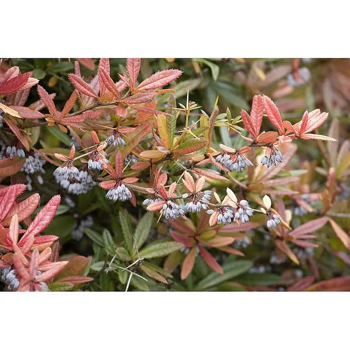 Pflanzen für dich Berberitze 50-60 cm - Berberis julianae, 50 cm - 60 cm - Stachelige Pflanze mit rot-orangen Blättern und blaugrauen Beerenbüscheln.