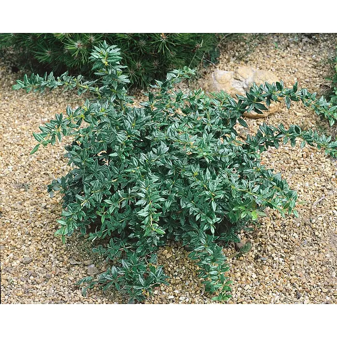 Pflanzen für dich Berberitze 30-40 cm - Berberis frikartii 'Verrucandi', 30 cm - 40 cm - Kompakter dunkelgrüner Strauch mit kleinen, stacheligen Blättern auf einem Kiesweg.