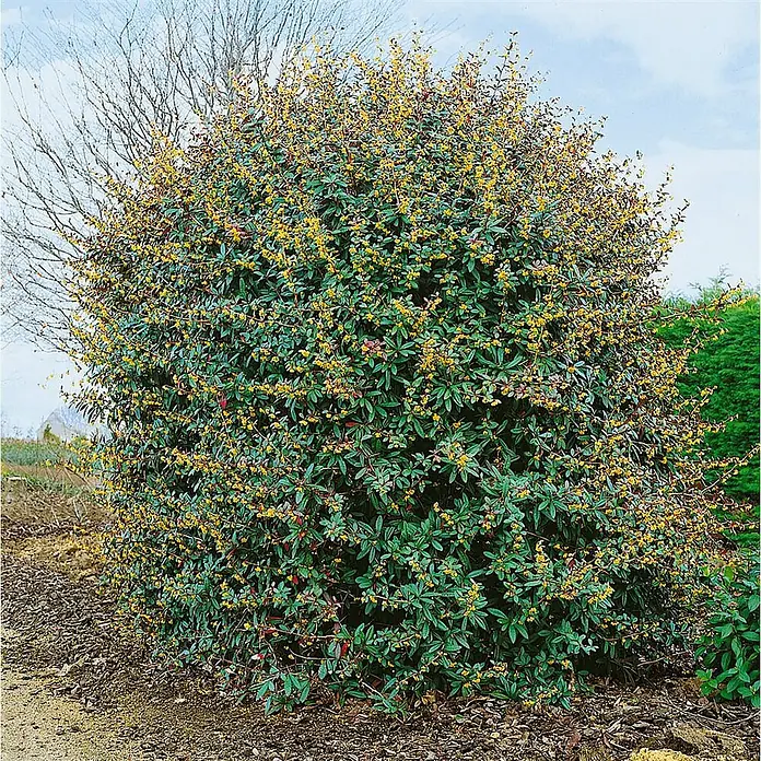 Pflanzen für dich Berberitze 50-60 cm - Berberis julianae, 50 cm - 60 cm - Dichter immergrüner Strauch mit glänzenden grünen Blättern und vielen kleinen gelben Blüten im Garten.