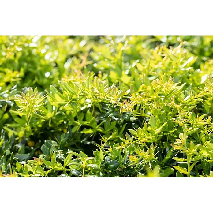 Pflanzen für dich Berberitze 30-40 cm - Berberis frikartii 'Verrucandi', 30 cm - 40 cm - Sattes grünes Laub eines dornigen Busches mit lebhaftem Neuaustrieb und stacheligen Blättern.