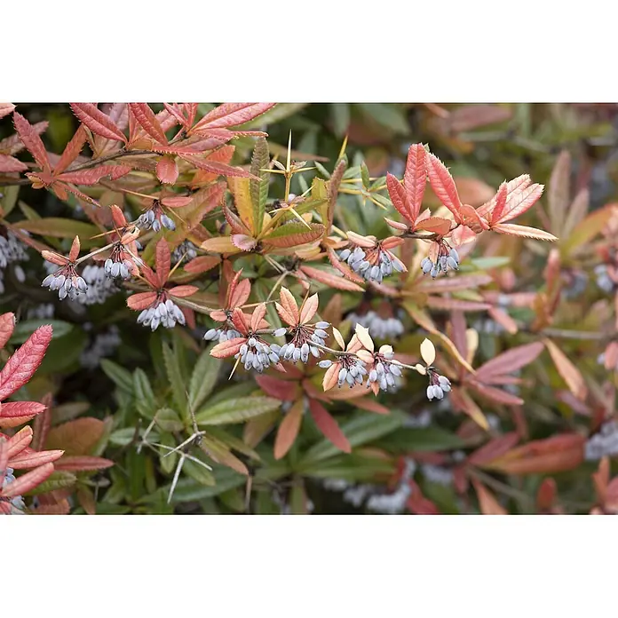 Pflanzen für dich Berberitze Berberitze - Berberis gagnepainii 'Klugowski', 80 cm - 100 cm - Dorniger Strauch mit rötlich-orangen Blättern und hellblauen Beeren.