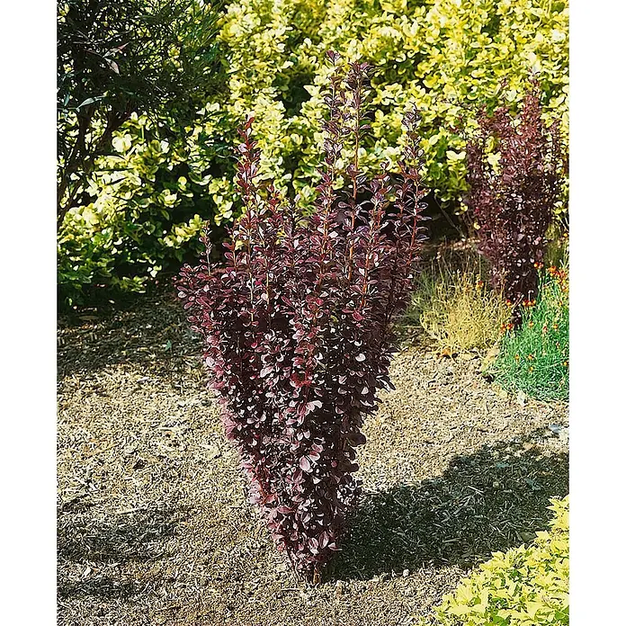 Pflanzen für dich Berberitze 25-30 cm - Berberis thunbergii 'Helmond Pillar', 25 cm - 30 cm - Hoher, schmaler, dunkelroter Strauch im gemulchten Gartenbeet mit hellerem Grün im Hintergrund.