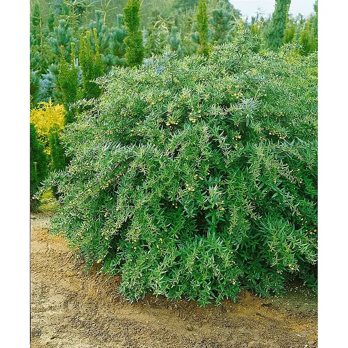 Pflanzen für dich Berberitze 50-60 cm - Berberis julianae, 50 cm - 60 cm - Ein üppiger grüner Strauch mit kleinen gelben Blüten oder Beeren im Freien in einer Gartenumgebung.