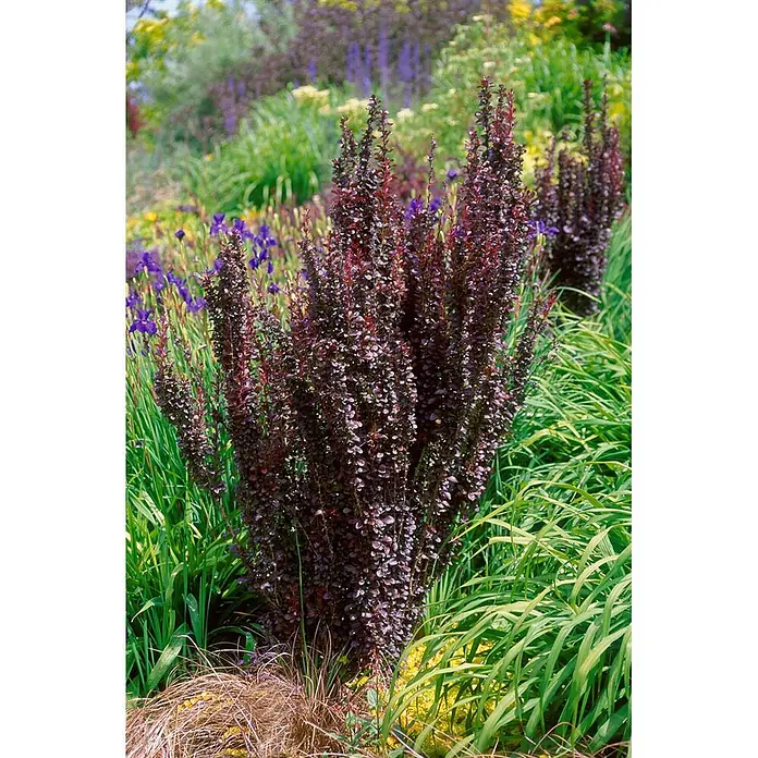 Pflanzen für dich Berberitze 25-30 cm - Berberis thunbergii 'Helmond Pillar', 25 cm - 30 cm - Dunkelroter, säulenförmiger Strauch, eventuell Berberitze, in einem Garten mit grünen Pflanzen und lila Iris.