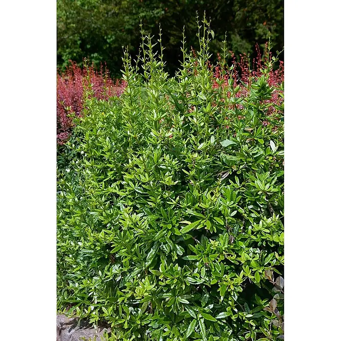 Pflanzen für dich Berberitze 50-60 cm - Berberis julianae, 50 cm - 60 cm - Kräftiger grüner Strauch mit schmalen, gezackten Blättern und stacheligem Neuaustrieb, im Garten wachsend.