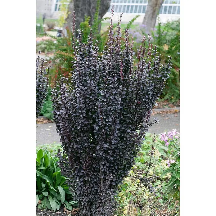 Pflanzen für dich Berberitze 25-30 cm - Berberis thunbergii 'Helmond Pillar', 25 cm - 30 cm - Säulenförmiger dunkelroter Berberitzenstrauch mit dichtem Laub, gepflanzt in einem Garten.