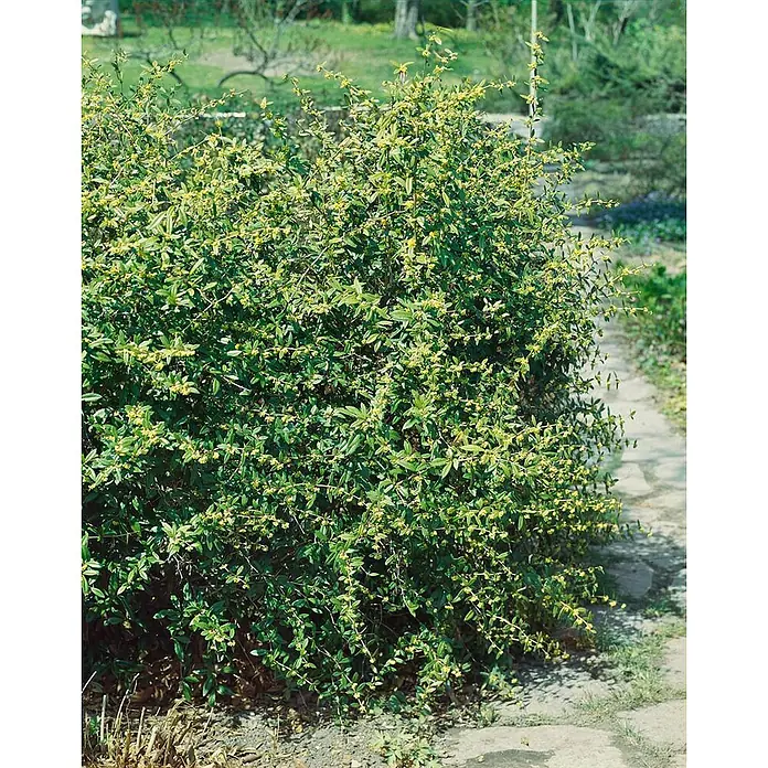 Pflanzen für dich Berberitze 50-60 cm - Berberis julianae, 50 cm - 60 cm - Dichter grüner Blütenstrauch mit kleinen gelben Blüten neben einem Gartenweg.
