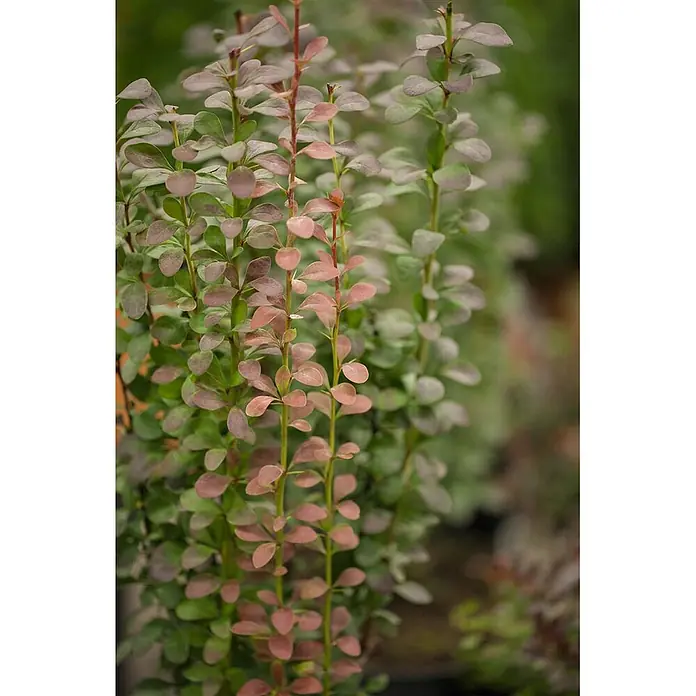 Pflanzen für dich Berberitze 25-30 cm - Berberis thunbergii 'Helmond Pillar', 25 cm - 30 cm - Buschige Pflanze mit grünen und rot-violetten Blättern an vertikalen Stielen.
