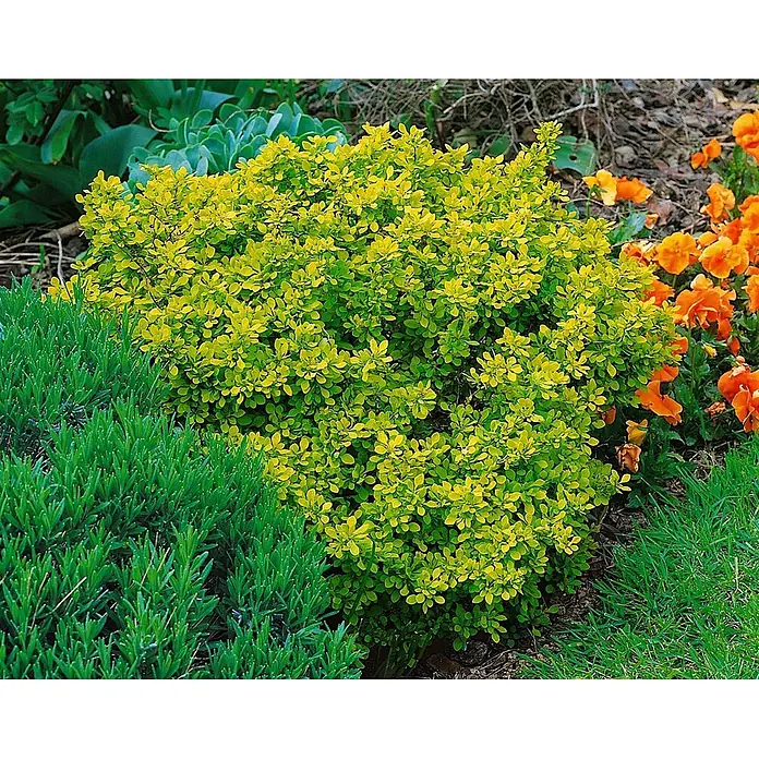 Pflanzen für dich Berberitze 20-25 cm - Berberis thunbergii 'Golden Dream', 20 cm - 25 cm - Strauch mit leuchtend gelb-grünem Laub im Garten, umgeben von grünen Pflanzen und orangefarbenen Blüten.