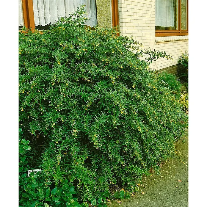Pflanzen für dich Berberitze Berberitze - Berberis gagnepainii 'Klugowski', 80 cm - 100 cm - Dichter grüner Berberitzenbusch mit zahlreichen kleinen gelben Blüten, vor einem hellen Backsteinhaus gepflanzt.
