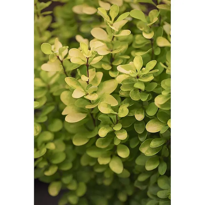 Pflanzen für dich Berberitze 100-125 cm - Berberis thunbergii, 100 cm - 125 cm - Nahaufnahme einer Pflanze mit leuchtend grün-gelb panaschierten Blättern und dünnen rotbraunen Stielen.