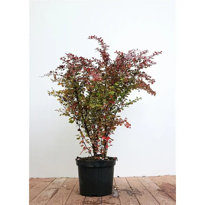 Pflanzen für dich Berberitze 60-80 cm - Berberis thunbergii 'Atropurpurea', 60 cm - 80 cm - Eine Topfpflanze mit rot-grünem Laub in einem schwarzen Topf.
