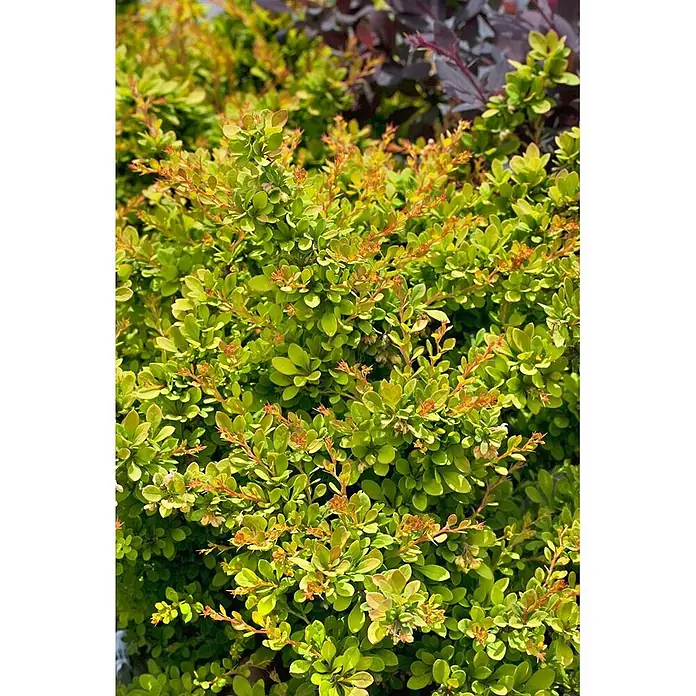 Pflanzen für dich Berberitze 20-25 cm - Berberis thunbergii 'Sunsation', 20 cm - 25 cm - Üppiger grüner Busch mit hellem, rot-orangem Neuaustrieb.