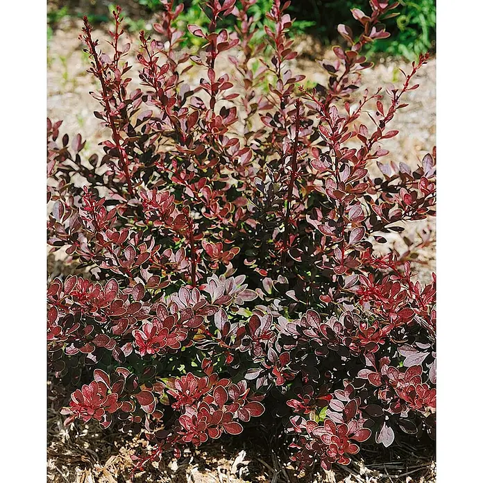 Pflanzen für dich Berberitze 25-30 cm - Berberis thunbergii 'Golden Ring', 25 cm - 30 cm - Lebhafter rotblättriger Busch mit dichtem Laub, in einem Garten mit Mulch gepflanzt.