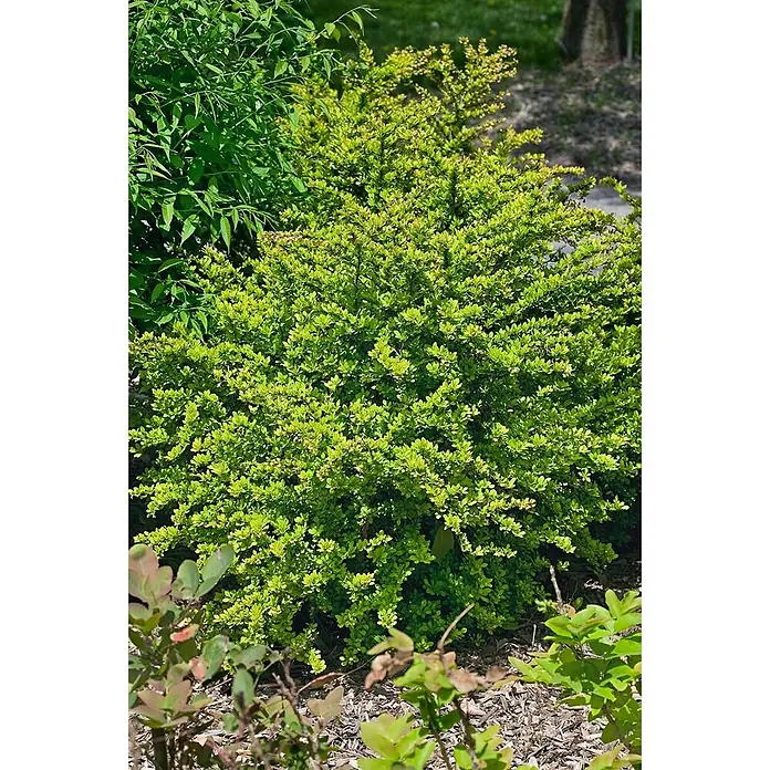 Pflanzen für dich Berberitze 20-25 cm - Berberis thunbergii 'Sunsation', 20 cm - 25 cm - Ein heller, grüner, buschiger Strauch mit kleinen Blättern, der in einem Garten mit anderen Pflanzen und Mulch gedeiht.