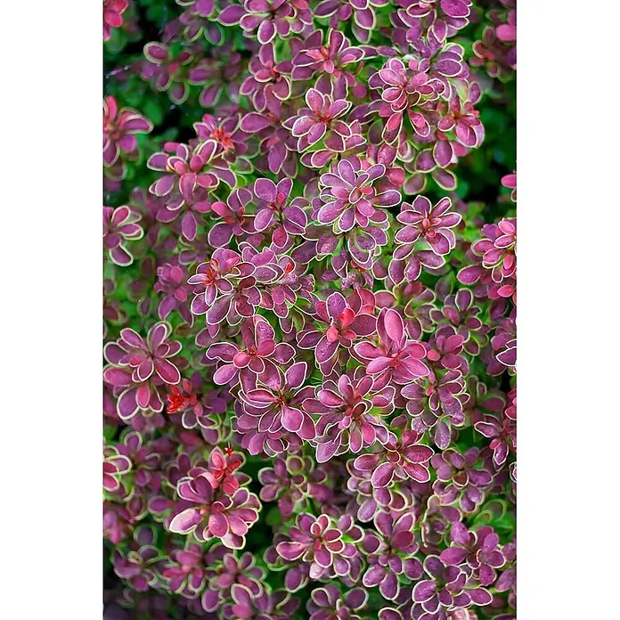 Pflanzen für dich Berberitze 25-30 cm - Berberis thunbergii 'Golden Ring', 25 cm - 30 cm - Nahaufnahme eines Zierstrauchs mit kleinen, tief purpurroten Blättern mit hellgrünen Rändern.