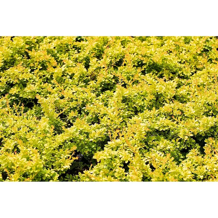 Pflanzen für dich Berberitze 20-25 cm - Berberis thunbergii 'Sunsation', 20 cm - 25 cm - Dichter, üppiger Strauch mit hellen lindgrünen Blättern und rötlich-orangen Trieben.