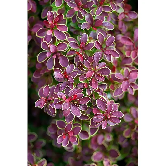 Pflanzen für dich Berberitze 25-30 cm - Berberis thunbergii 'Golden Ring', 25 cm - 30 cm - Nahaufnahme von rot-violetten Blättern mit hellgrünen Rändern, teils mit Wassertropfen.