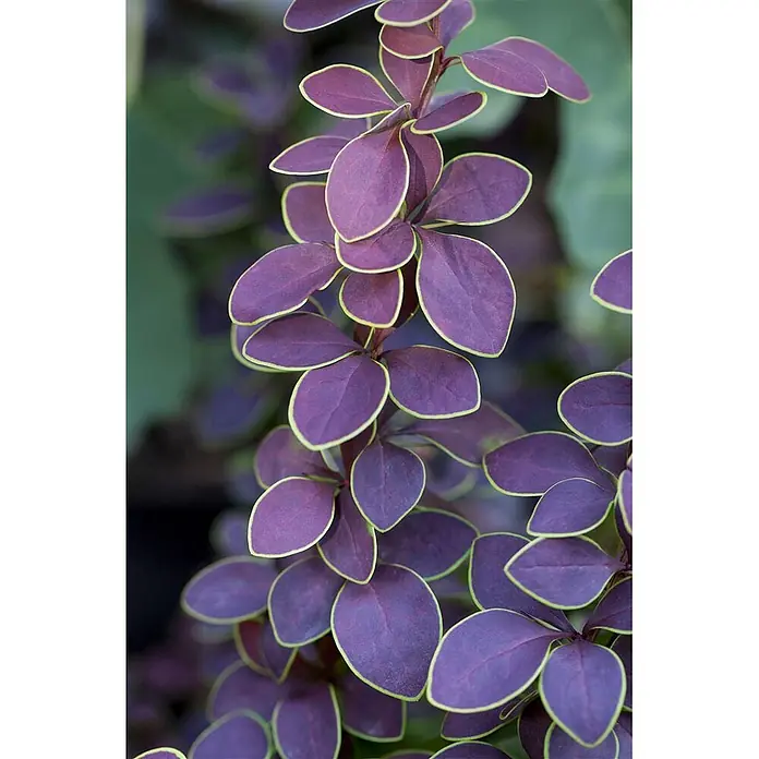 Pflanzen für dich Berberitze 25-30 cm - Berberis thunbergii 'Golden Ring', 25 cm - 30 cm - Violette Blätter mit hellgrünen Rändern an einem Pflanzenstiel.