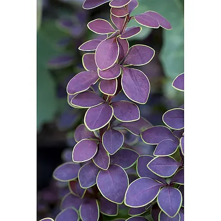 Pflanzen für dich  Berberitze 40-60 cm