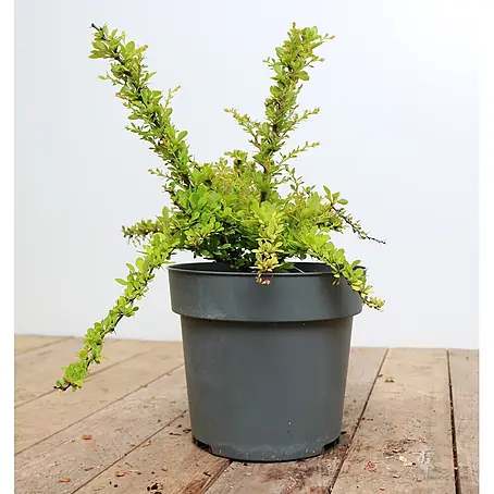 Pflanzen für dich  Berberitze 20-25 cm