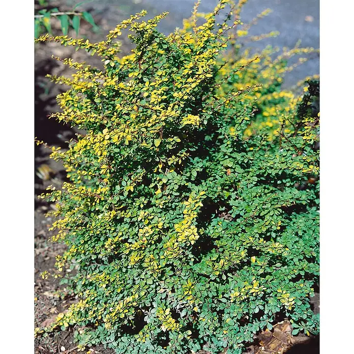 Pflanzen für dich Berberitze 20-25 cm - Berberis thunbergii 'Sunsation', 20 cm - 25 cm - Ein kleiner, dichter Strauch mit leuchtend grünen und goldgelben Blättern.
