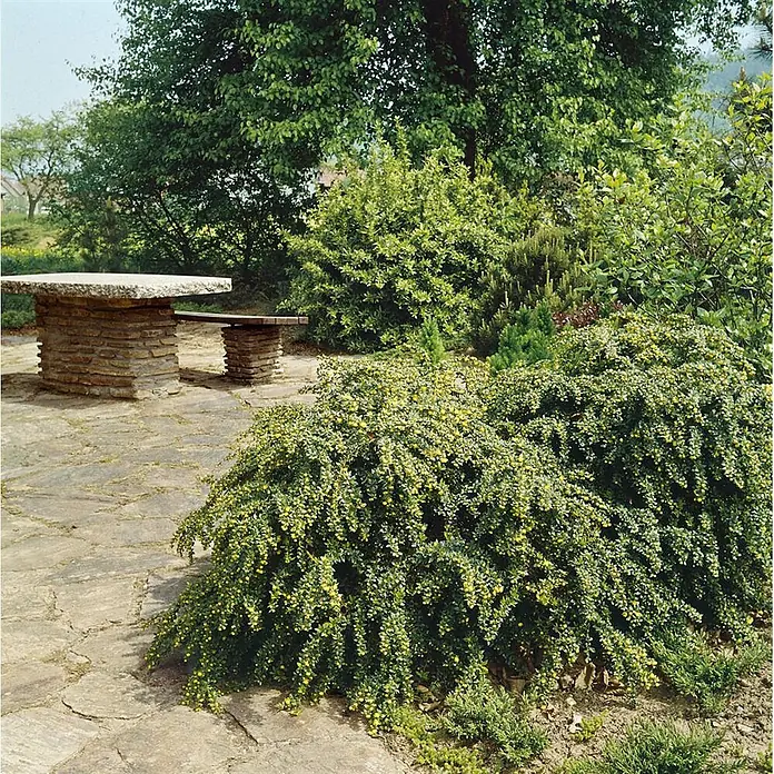 Pflanzen für dich Berberitze 20-25 cm - Berberis verruculosa, 20 cm - 25 cm - Steintisch und Bank mit gemauerten Sockeln auf einer gepflasterten Terrasse im Garten.