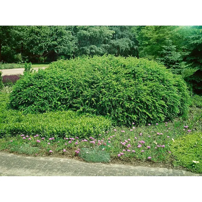 Pflanzen für dich Berberitze 20-25 cm - Berberis verruculosa, 20 cm - 25 cm - Ein dichter, leuchtend grüner Busch in einem sonnigen Garten, umgeben von kleineren Pflanzen und Blumen.