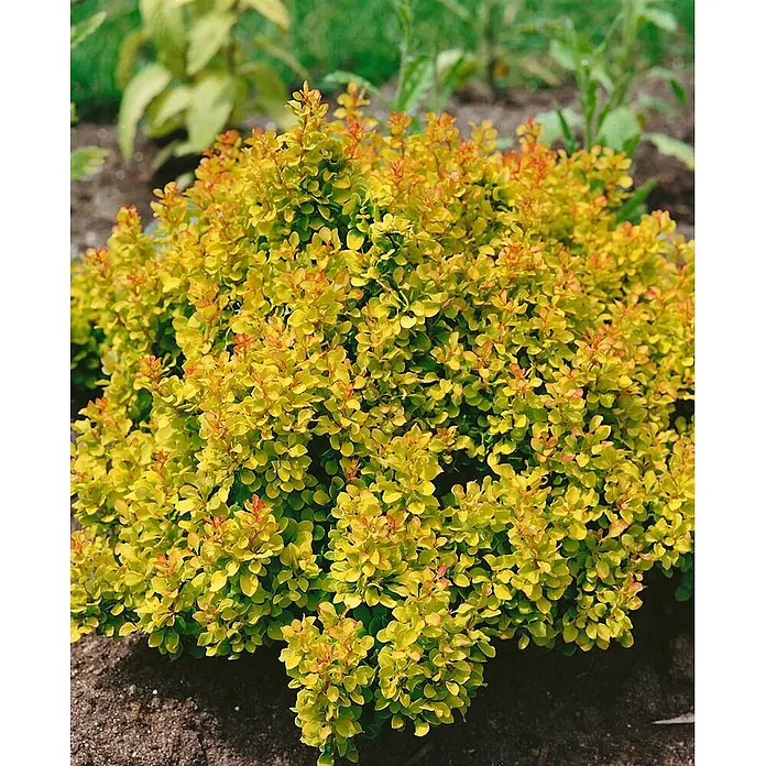 Pflanzen für dich Berberitze 15-20 cm - Berberis thunbergii 'Golden Nugget', 15 cm - 20 cm - Kompakter goldener Berberitzenstrauch mit gelbgrünen Blättern und rötlichem Neuaustrieb.