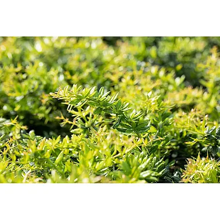 Pflanzen für dich  Berberitze 20-25 cm