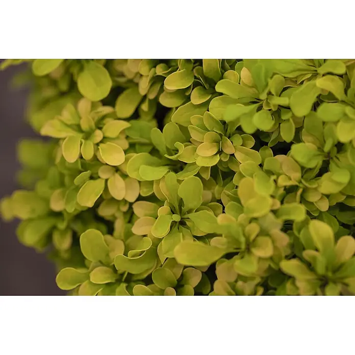 Pflanzen für dich Berberitze 15-20 cm - Berberis thunbergii 'Tiny Gold', 15 cm - 20 cm - Dichter Verbund hellgrüner und gelbgrüner Blätter.