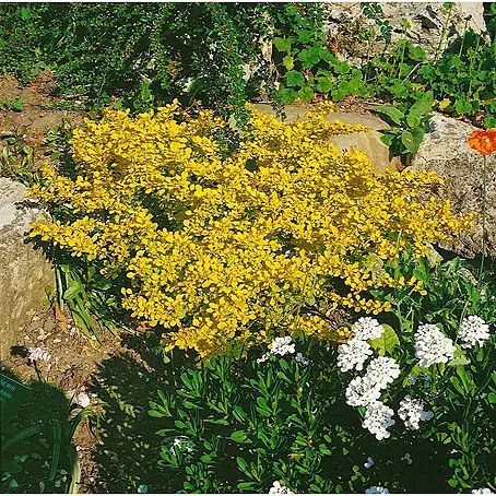 Pflanzen für dich  Berberitze 30-40 cm