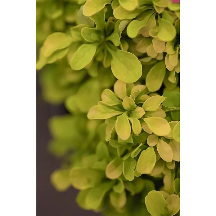 Pflanzen für dich Berberitze 15-20 cm - Berberis thunbergii 'Tiny Gold', 15 cm - 20 cm - Nahaufnahme von leuchtend hellgrünen und gelblichen Blättern.
