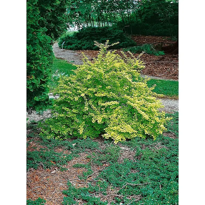 Pflanzen für dich Berberitze 30-40 cm - Berberis thunbergii 'Aurea', 30 cm - 40 cm - Kompakter Gartenzierstrauch mit leuchtend gelb-grünem Laub, ideal für die Gartengestaltung.