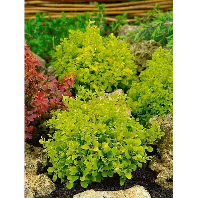 Pflanzen für dich Berberitze 15-20 cm - Berberis thunbergii 'Tiny Gold', 15 cm - 20 cm - Leuchtend limettengrüne und rote Sträucher in einem Gartenbeet mit Steinen.