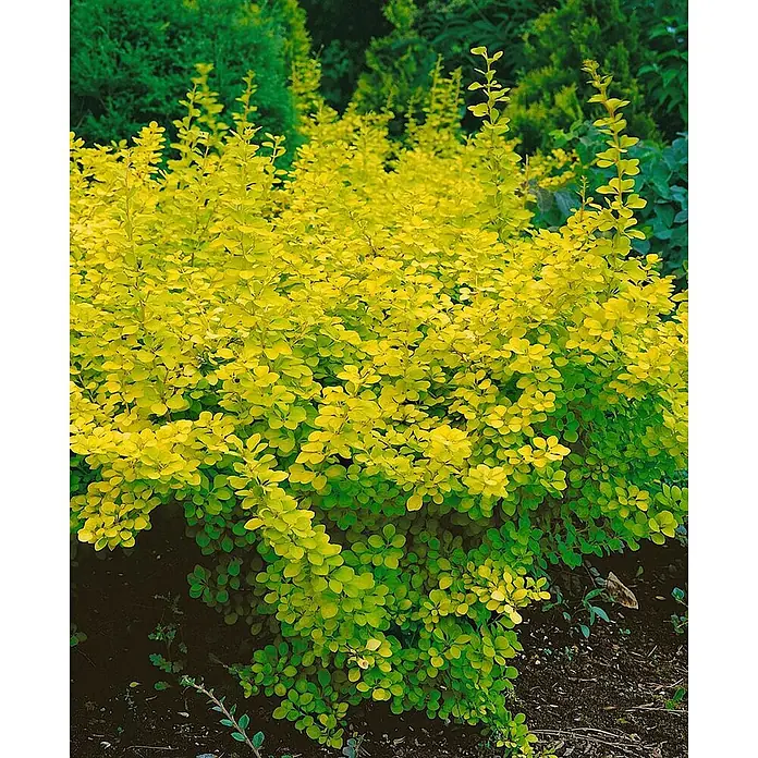Pflanzen für dich Berberitze 30-40 cm - Berberis thunbergii 'Aurea', 30 cm - 40 cm - Ein leuchtend gelb-grüner Strauch mit dichtem Laub, in einer Gartenlandschaft.