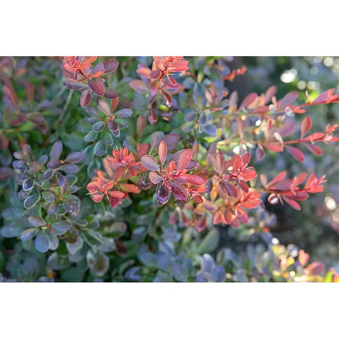 Pflanzen für dich Berberitze 20-25 cm - Berberis thunbergii 'Bagatelle', 20 cm - 25 cm - Nahaufnahme einer Pflanze mit kleinen, ovalen Blättern in Rot-, Burgunder- und Grüntönen, teils mit dornigen Stängeln.