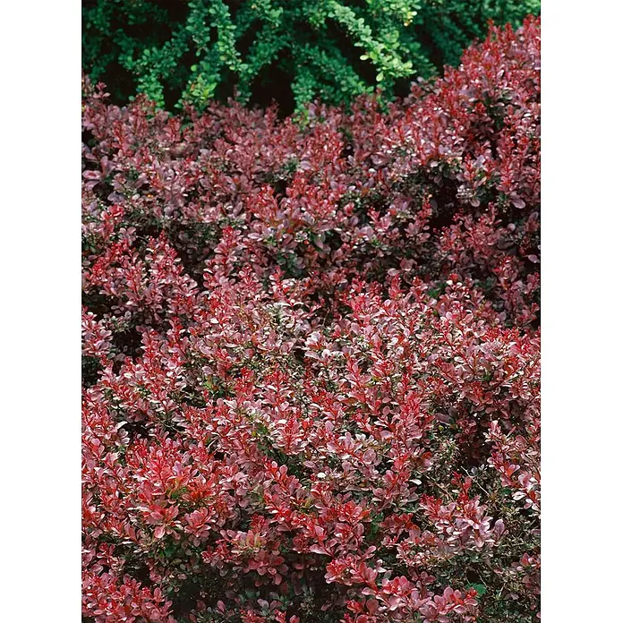 Pflanzen für dich Berberitze 25-30 cm - Berberis thunbergii 'Coral', 25 cm - 30 cm - Dichte rotblättrige Sträucher im Vordergrund mit grünem Laub im Hintergrund, die eine lebendige Gartengestaltung bilden.