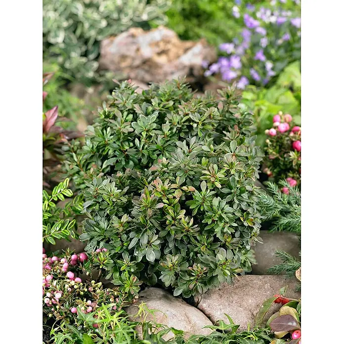 Pflanzen für dich Berberitze 20-25 cm - Berberis thunbergii 'Bagatelle', 20 cm - 25 cm - Kompakter, runder grüner Gartenstrauch mit rotbraunen Blattspitzen, in einer Felsengartenlandschaft.