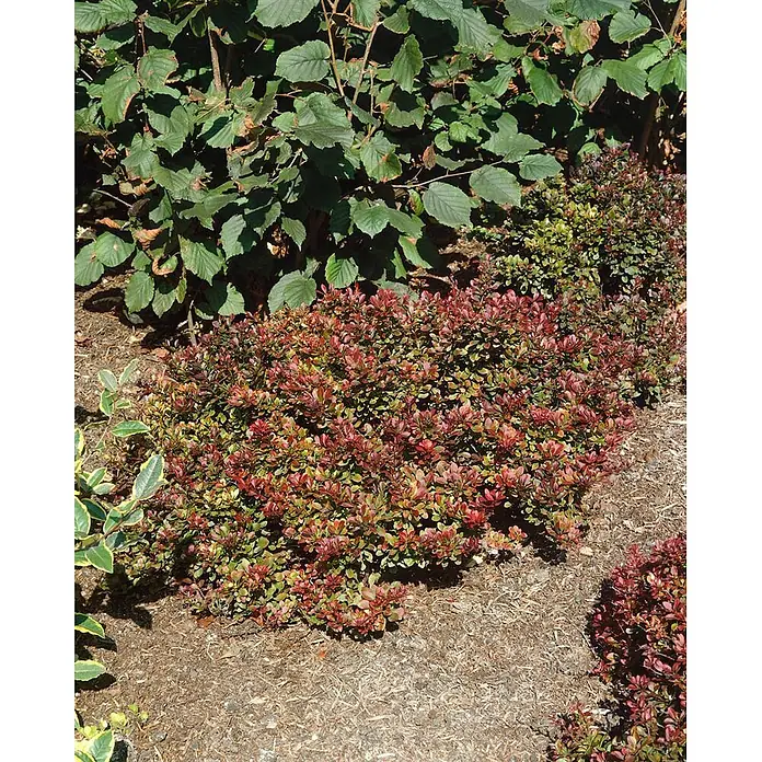 Pflanzen für dich Berberitze 20-25 cm - Berberis thunbergii 'Bagatelle', 20 cm - 25 cm - Rote und grüne panaschierte Ziersträucher in einem Gartenbeet mit Mulch, neben größeren grünblättrigen Sträuchern.