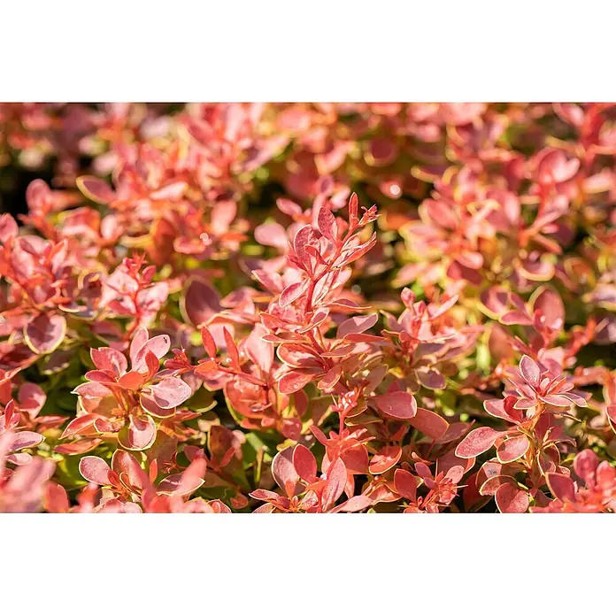 Pflanzen für dich Berberitze 25-30 cm - Berberis thunbergii 'Coral', 25 cm - 30 cm - Nahaufnahme von leuchtend rot-orangen Blättern einer buschigen Pflanze.