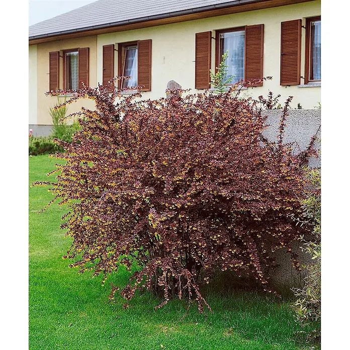 Pflanzen für dich Berberitze 40-60 cm - Berberis thunbergii 'Atropurpurea', 40 cm - 60 cm - Ein leuchtend rotblättriger Strauch mit kleinen gelben Blüten in einem Garten vor einem Haus mit cremefarbenen Wänden und braunen Fensterläden.