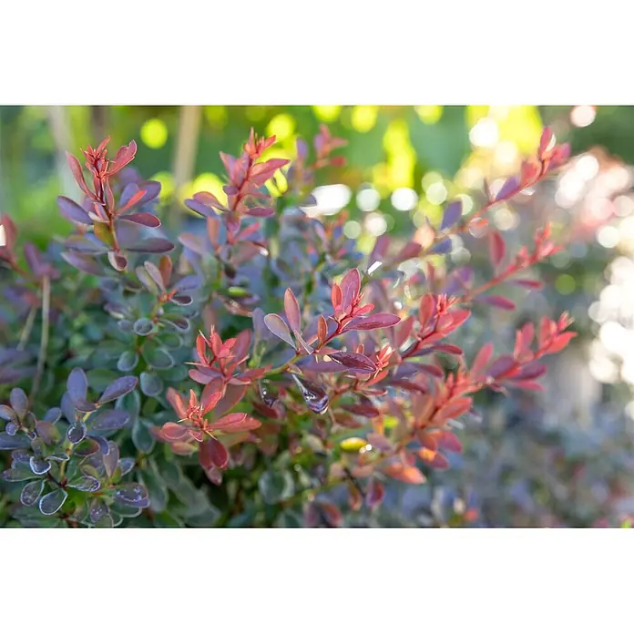 Pflanzen für dich Berberitze 20-25 cm - Berberis thunbergii 'Bagatelle', 20 cm - 25 cm - Nahaufnahme eines Strauchs mit kleinen, rötlich-violetten Blättern, wobei neue Triebe heller rot erscheinen.